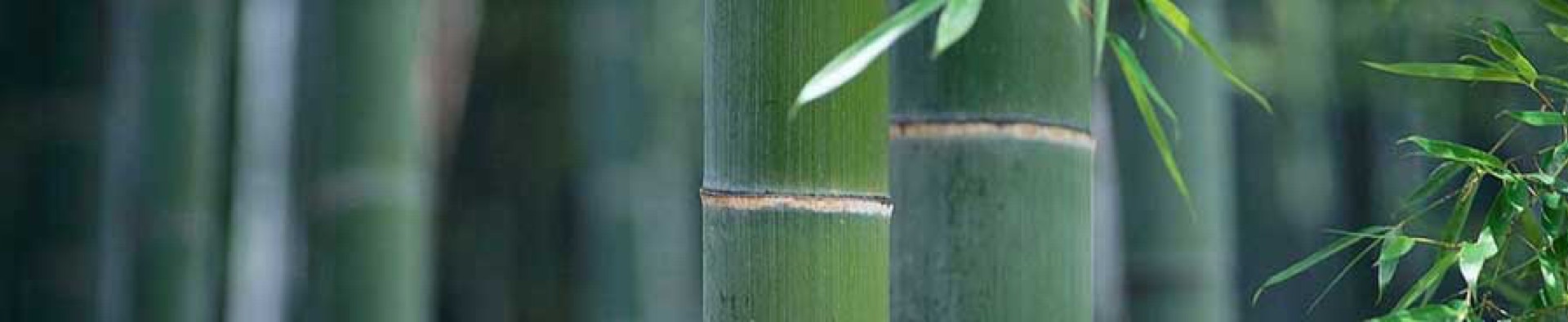 Taikiken green bamboo top banner