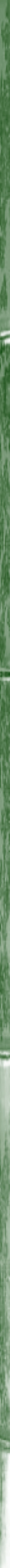 Taikiken green bamboo side stripe